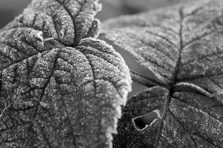 Nov 15 - Morning frost