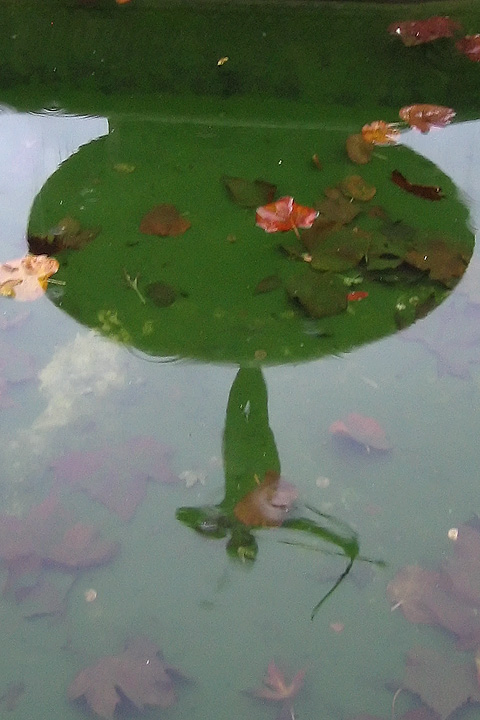 Nov 17 - Fountain