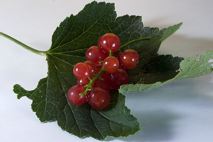 Day 08 - Redcurrant
