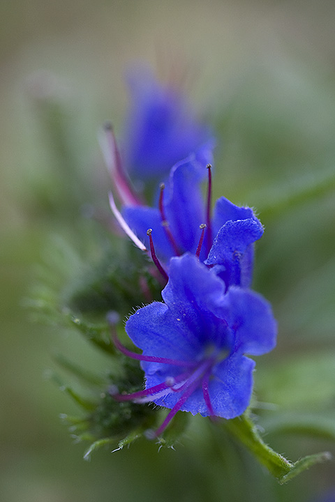 Day 15 - Echium vulgare