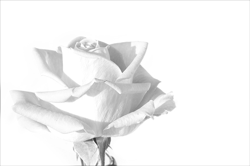 Rose of Salmiakki