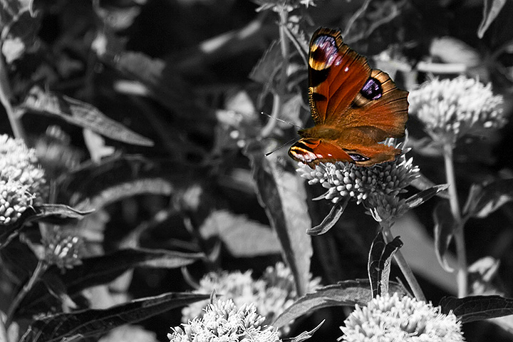 Butterfly