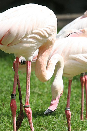 Flamingo's