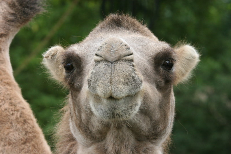 Camel