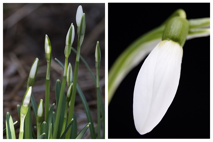 Feb 01  - Snowdrops