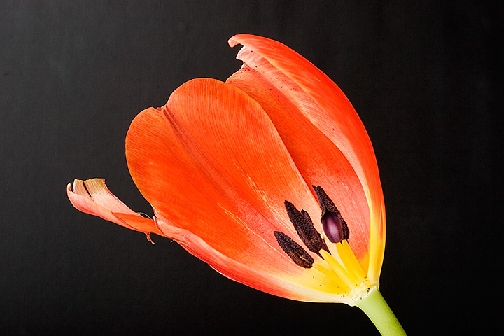 March 05 - Tulip, almost gone.