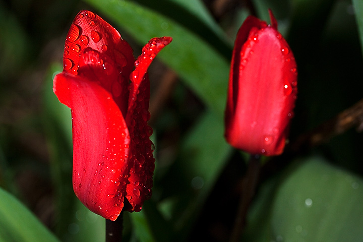 March 26 - Tulips