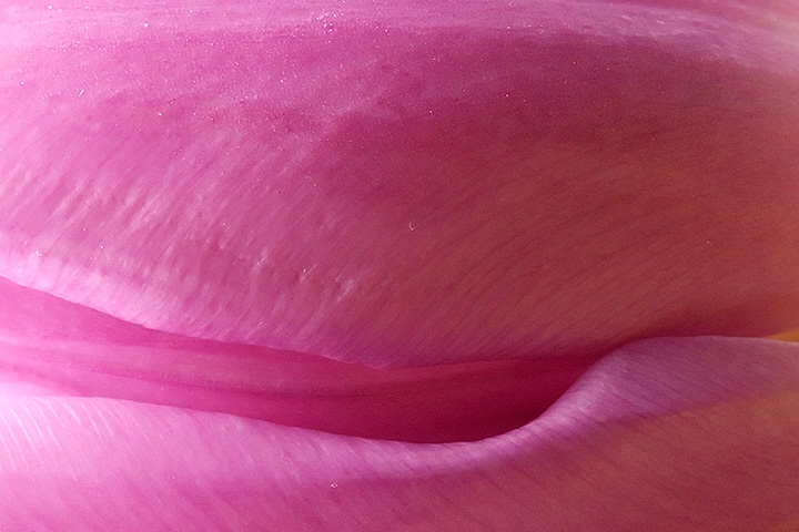 April 24 - Detail of a tulip