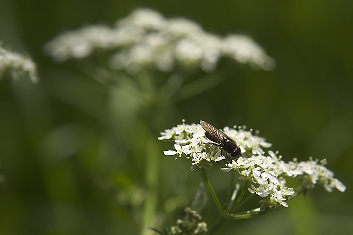 May 04 - Nature