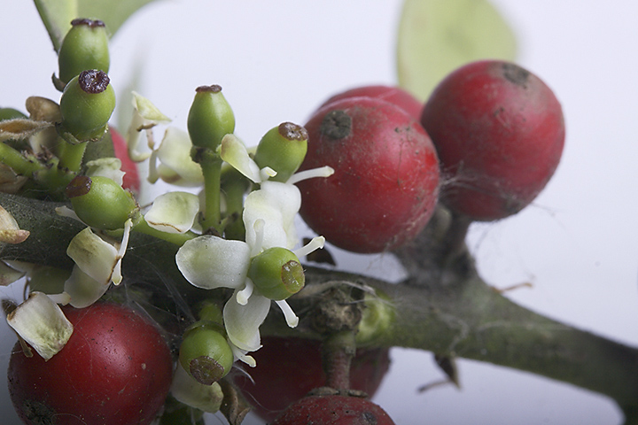 May 06 - Holly (the flowers)