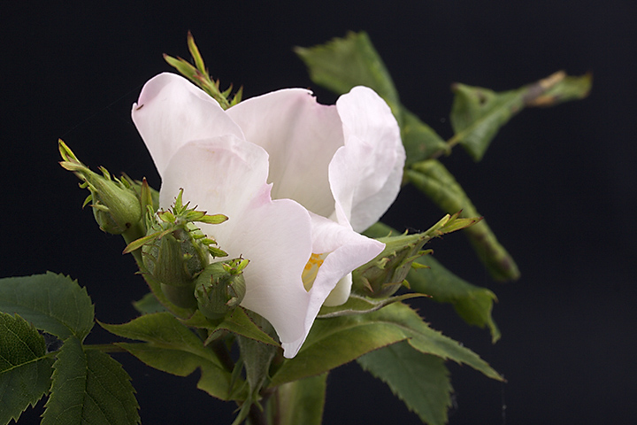 May 20 - Flower from my hedge