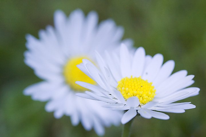 May 24 - Bellis perennis