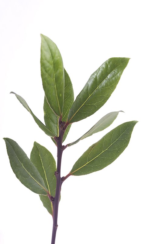 Laurel, a token of piece