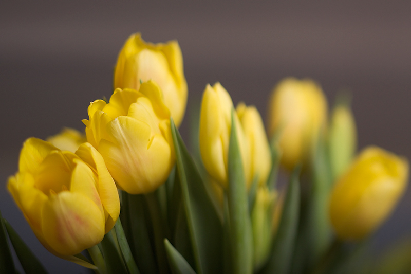 Nov 28 - Tulips