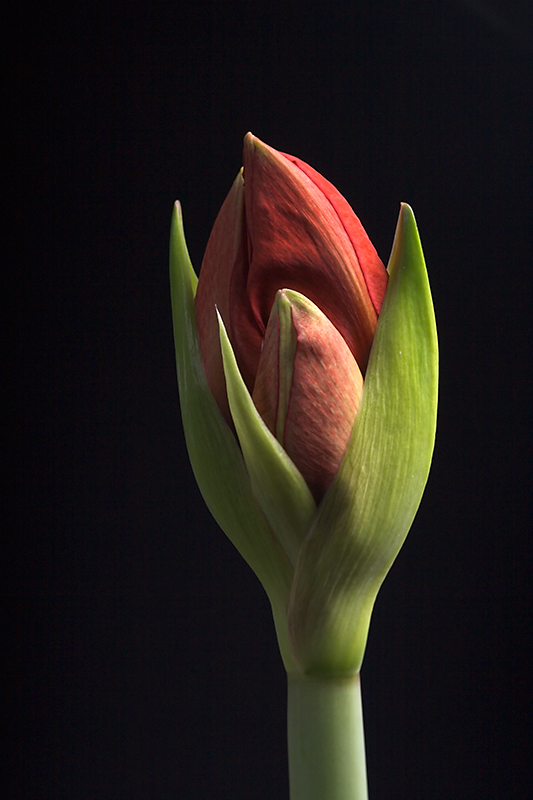 Dec 08 - Amaryllis