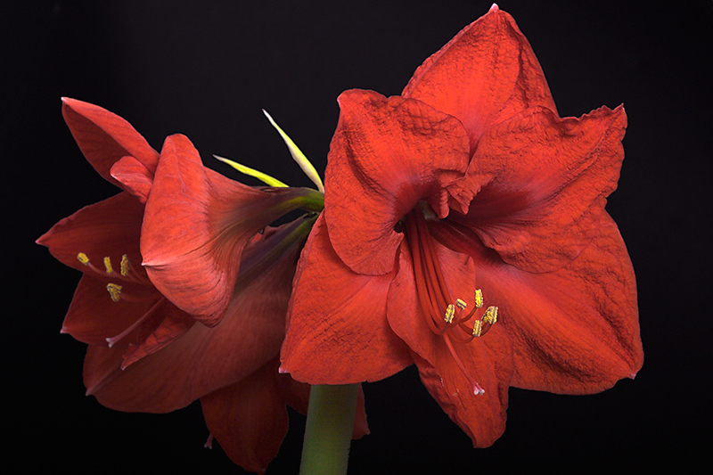 Dec 15 - Amaryllis II