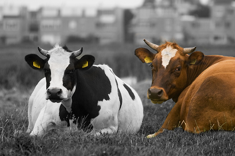 Cows