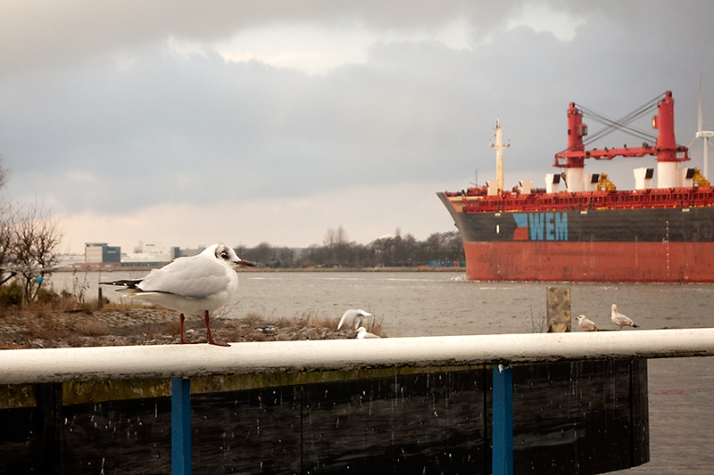 Feb 20 - Seagull