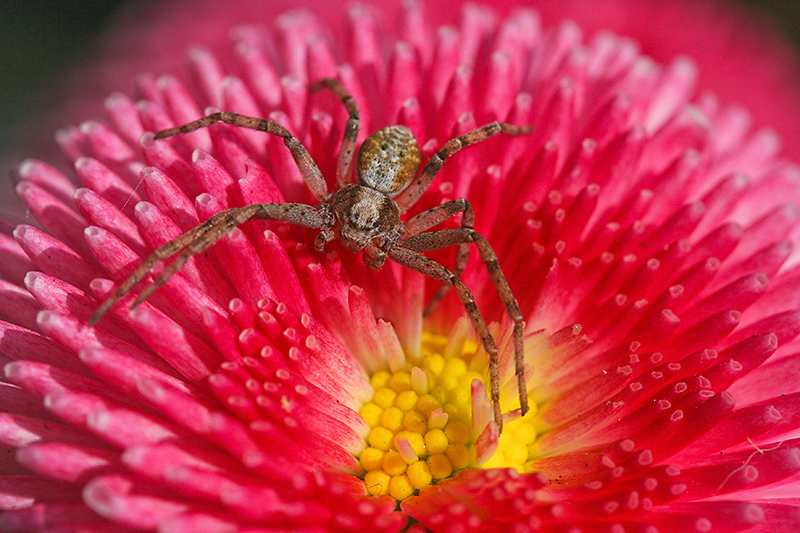 Spider on flower