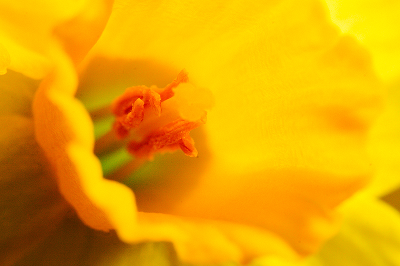 Mar 21 - Closeup