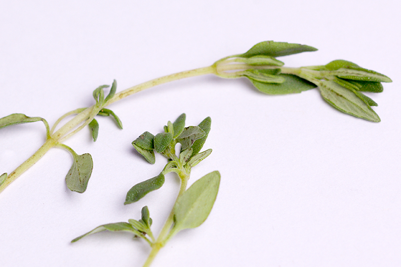 Apr 03 -Thyme