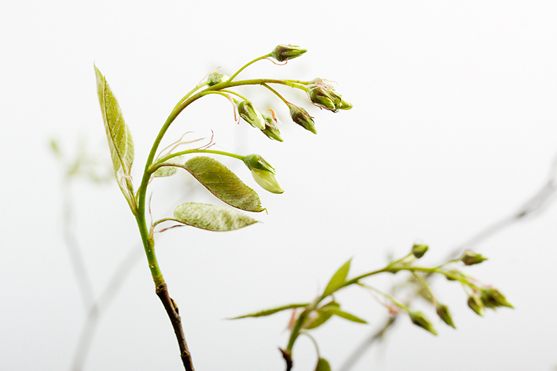 Apr 08 - Branch