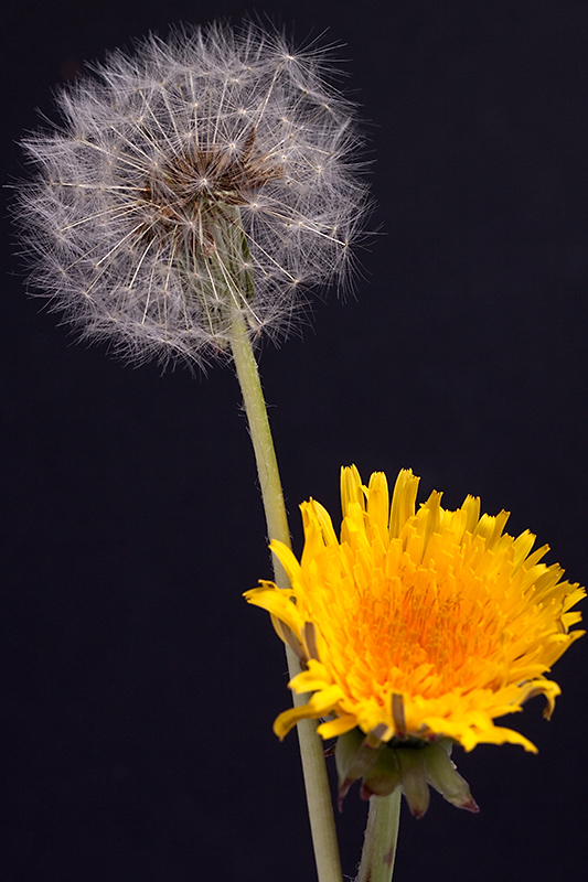 Apr 30 - Dandelion