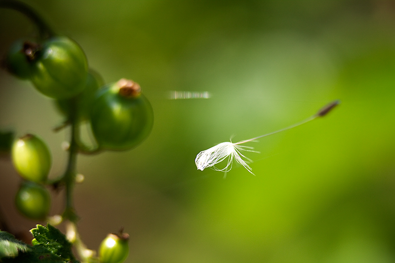 May 20 - Seed