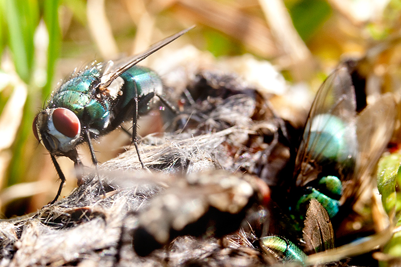 Green bottle fly