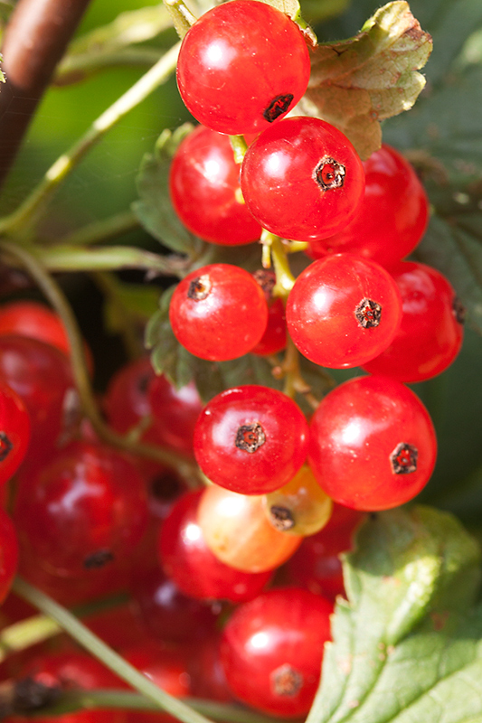Jul 11 - Redcurrants