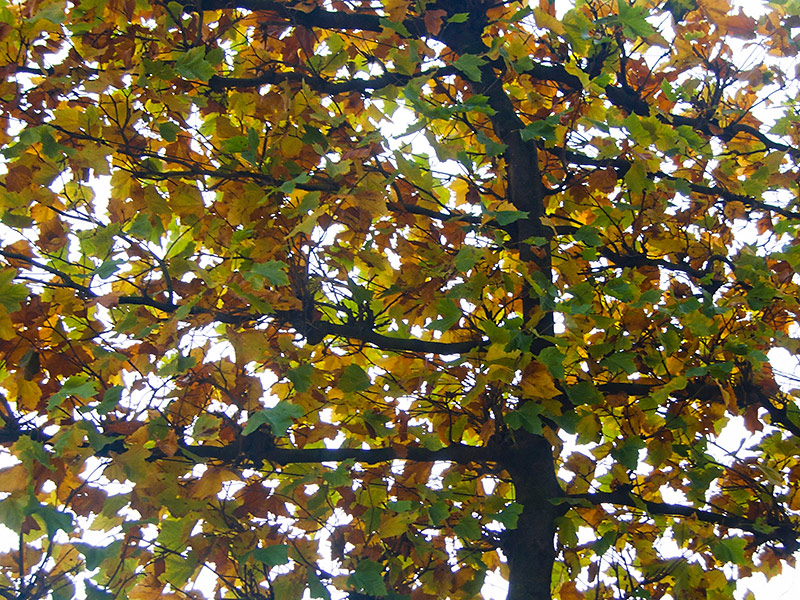 Nov 01 - Autumn colors