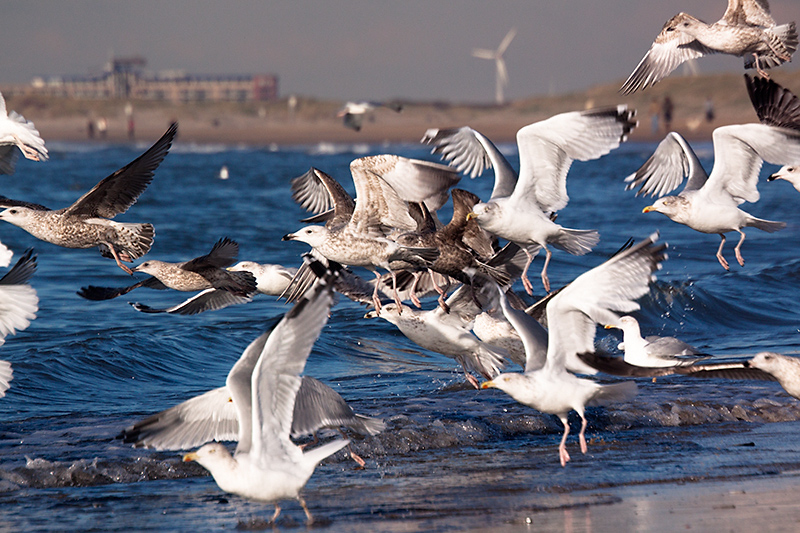 Flight of the gulls