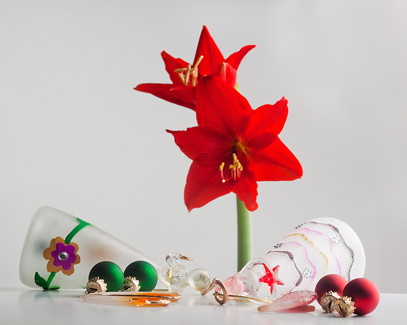 2 fallen angels and an amaryllis