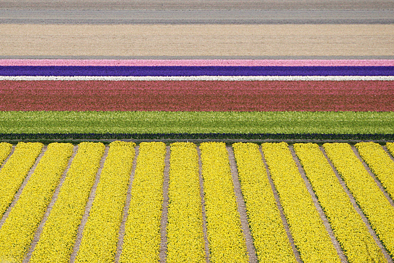 21 - Bulb fields