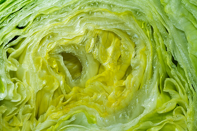 Food 15 - Iceberg lettuce