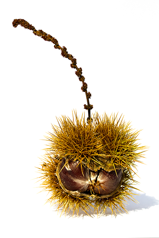 Chestnut