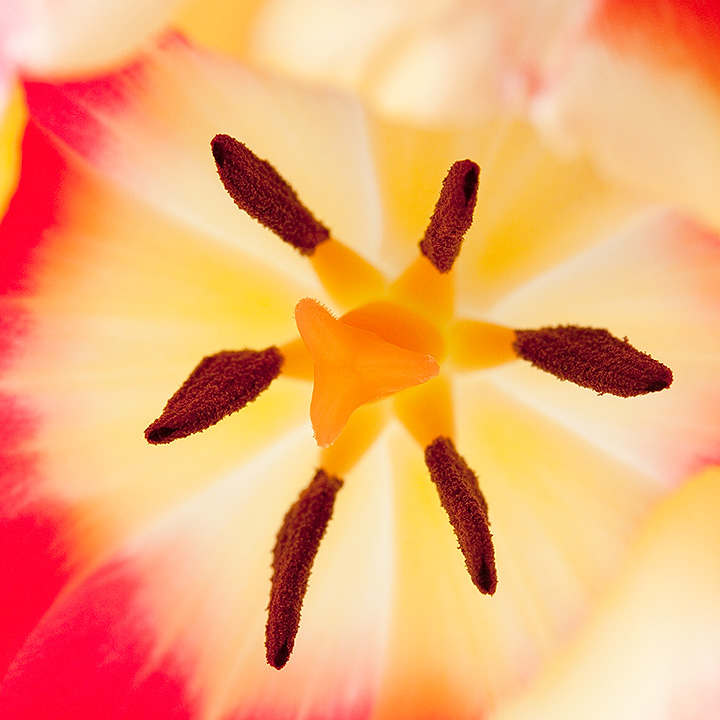 March 19 - Tulip