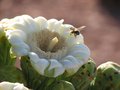 Busy Bee.