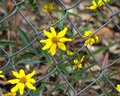 Wildflower Fence
