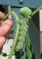 Don't bug my tomatoes!.JPG