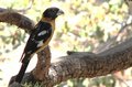 Black Headed Grosbeak