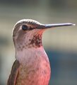 Hummingbird Tongue