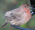 Cranky Housefinch