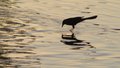 Grackle Reflection
