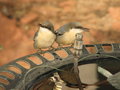 At the Bird Bath