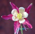 Columbine