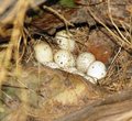 Quail eggs - a Clutch?