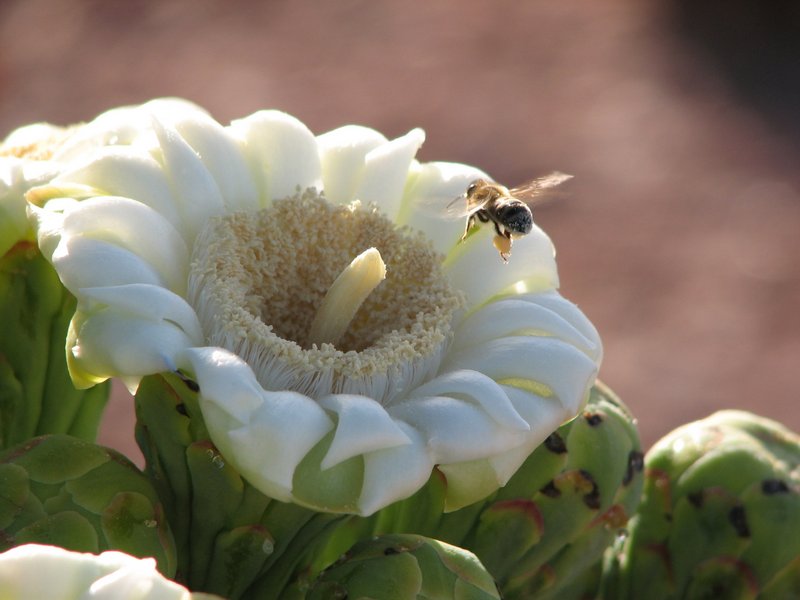 Busy Bee.