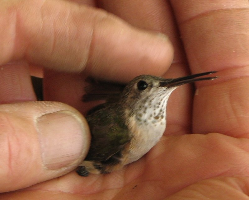 A Bird in the Hand.