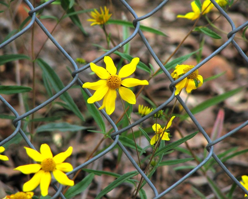 Wildflower Fence